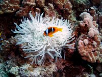 Orange-Finned Anemonefish